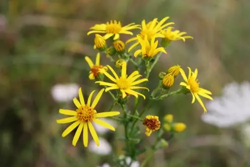 Ragwort: Yuav ua li cas kom tsis txhob ntxhov siab?