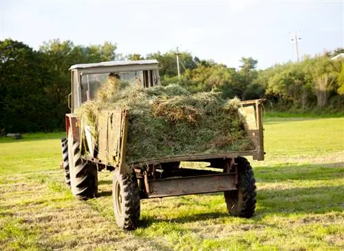 Hoe om ragwort suksesvol te verwyder? Dit is hoe dit werk