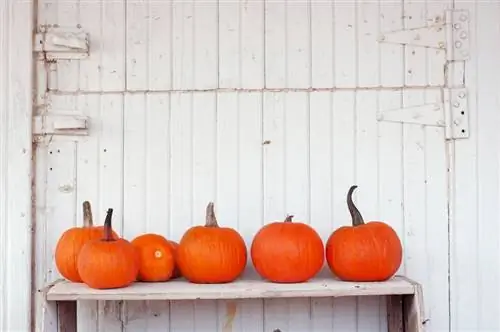 La raccolta della zucca diventa semplice: come capire quando è matura