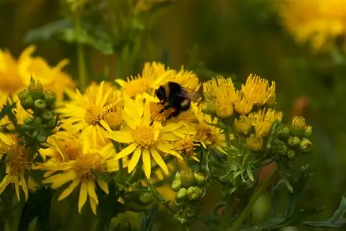 Ragwort at mga bubuyog: gaano ito mapanganib?