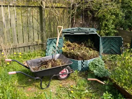 Gooi ragwort weg: Dit is hoe om dit korrek en veilig te doen