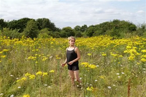 Ragwort адамдар үчүн уулуу