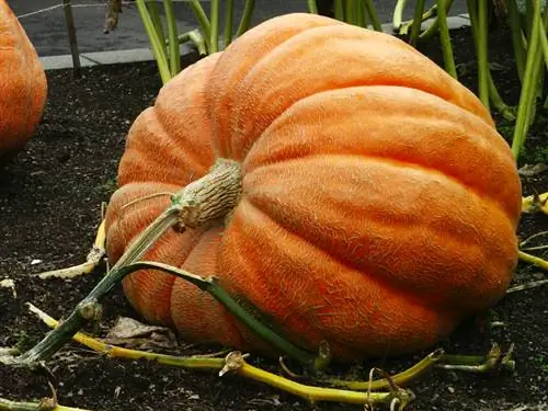 Balcon citrouille