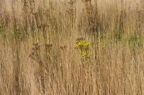 Gedroogde ragwort