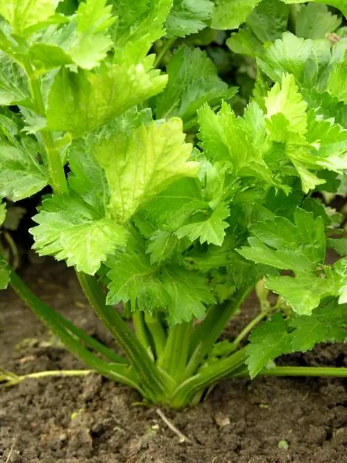 Planter du céleri