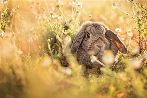 Ragwort rabbit