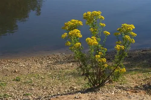 Dapat iulat ang ragwort ni Jacob