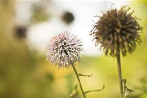 Cardo selvatico: semina e cura delle piante sane