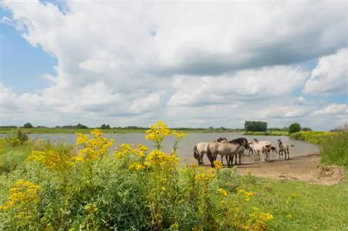 Nakakalason para sa mga kabayo: Ragwort at mga panganib nito