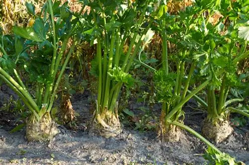 Kuvuna celery