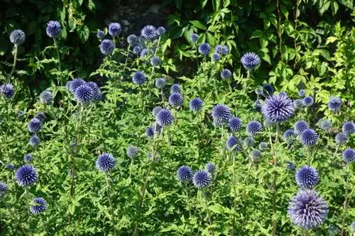 Simpleng globe thistle care: Ganito ang pag-unlad ng thistle