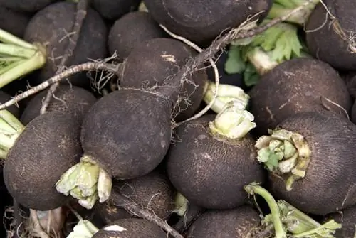 Radish species varieties