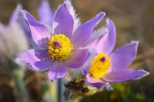 Pasqueflower עם פריחה מוקדמת: זמן פריחה ובחירה אידיאלית של מיקום