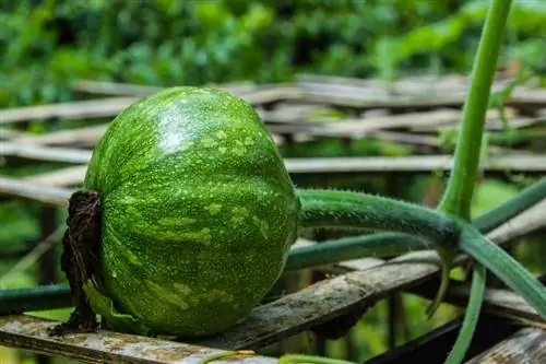 কুমড়া সঠিকভাবে কাটা