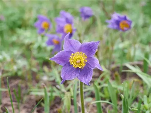 Pasqueflower: goed water geven, snijden en bemesten