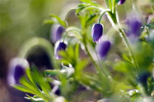 Propaga pasqueflower