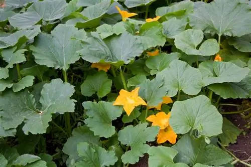 Raccogli la zucca come un professionista: ottimizza per i frutti più grandi