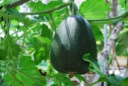 plantar calabaza