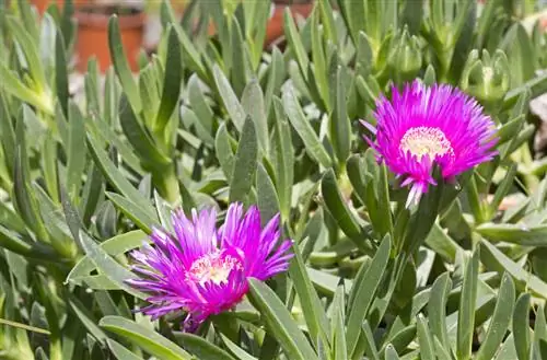 Verzorging van ijsplanten: zo gedijt hij uitstekend in de tuin