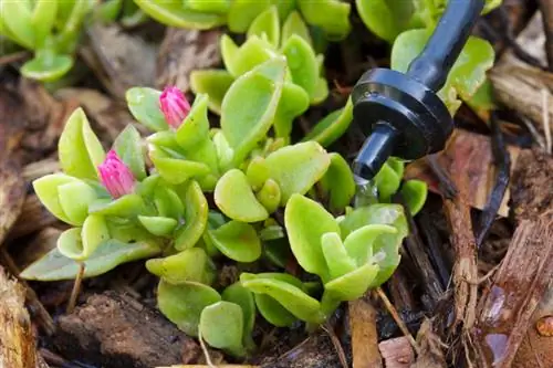 Ice plant winter-proof