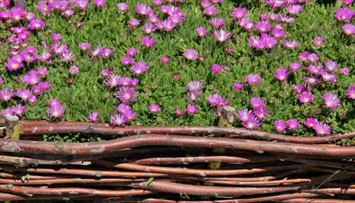 Propagar plantas de hielo: así es como se pueden propagar con éxito los esquejes