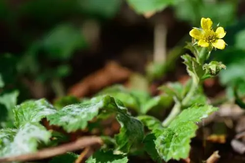 Geum urbanum