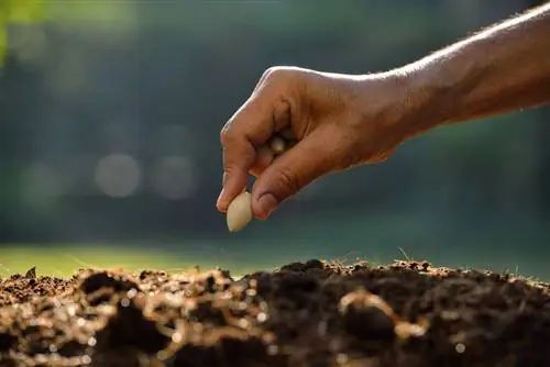 Sowing taum hauv koj lub vaj: Koj yuav tsum xyuam xim rau dab tsi?