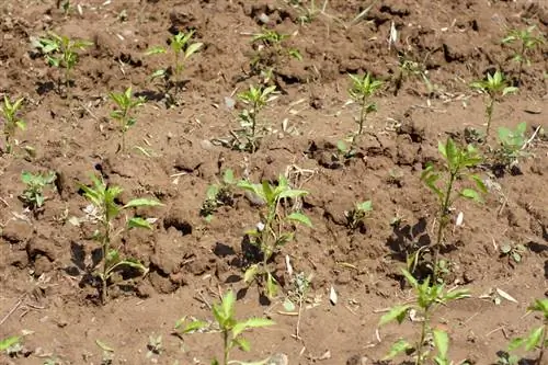 Plantas de chile: cultivo, cuidado y cosecha fáciles