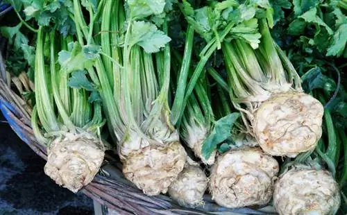 Msimu wa celery: kulima, kuvuna na kuhifadhi kwa haraka