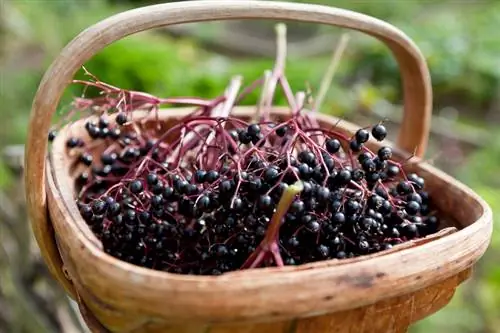 Matunda ya elderberry