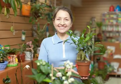 Plant 'n vyeboom: Dit is hoe dit in die tuin of balkon floreer