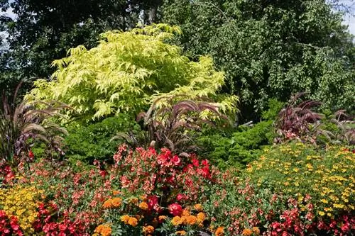 Blomstrende hyldebær