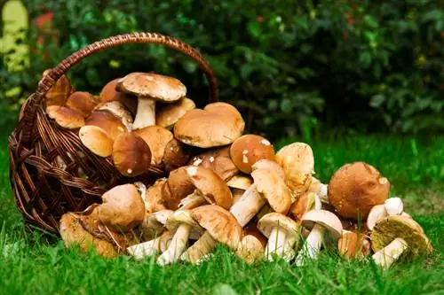 Paddenstoelen oogsten: hoe doe je dat voorzichtig en duurzaam?