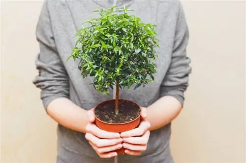 Bonsai fig tree: care, location and design tips