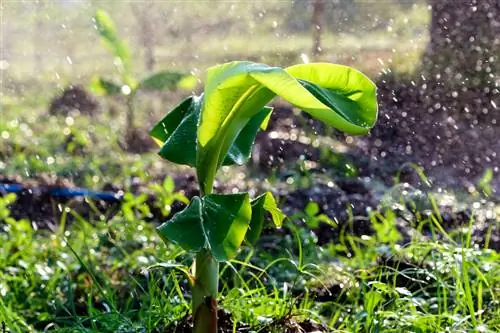 Cuidar una planta de plàtan: Consells per a una planta magnífica