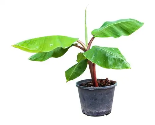 Houseplant: Paano ko aalagaan nang maayos ang saging?