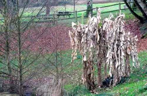 Een bananenboom overwinteren: hoe u uw plant kunt beschermen