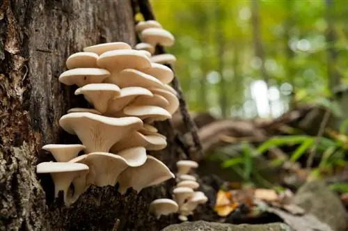 Mushrooms: Overview of different varieties and their properties