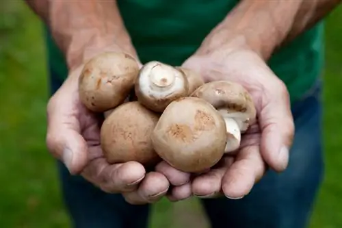 Paddestoelen in de tuin