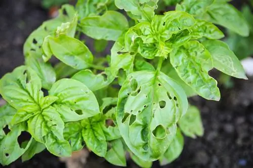 Mga kuhol sa basil? Paano protektahan ang iyong mga halamang gamot