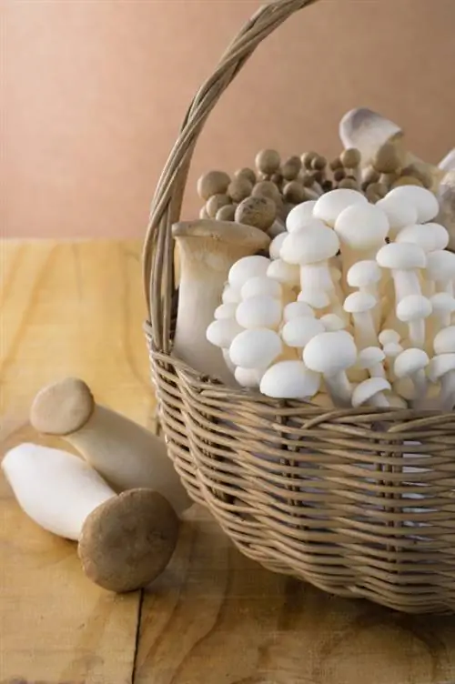 Growing mushrooms: Simple instructions for growing your own