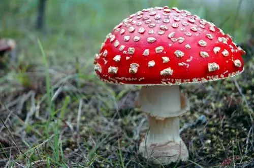 Giftige paddenstoelen