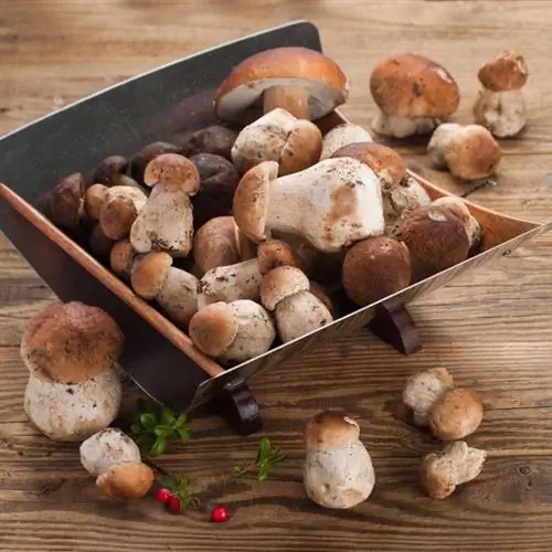 Coltivazione funghi porcini