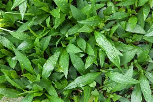 Wild garlic, lily of the valley