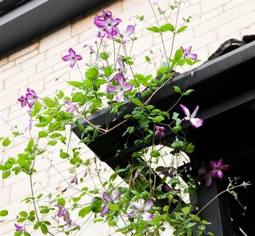 Clematis-groei: Watter hoogtes bereik die spesie?