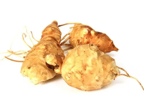 Propagating Jerusalem artichokes: methods for he althy growth