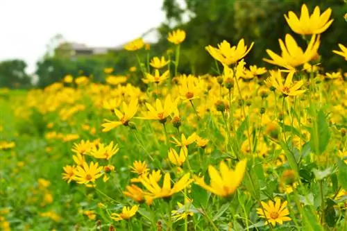 Variétés de topinambour