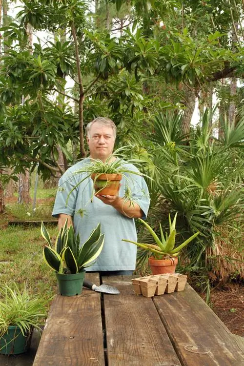 Pottering av aloe vera: Hur man främjar sund tillväxt