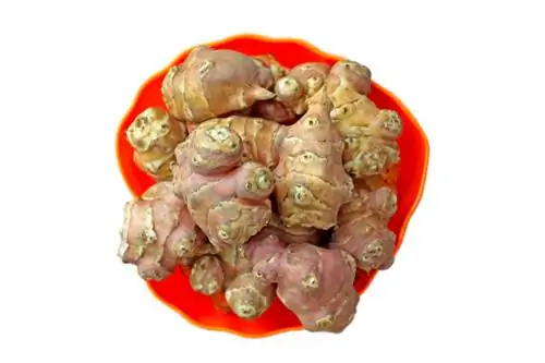 Yerusalemu artichoke: Hivi ndivyo unavyovuna mizizi kwa usahihi