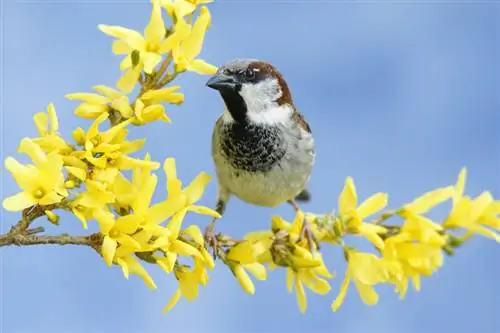 Profil Forsythia: Vše, co potřebujete vědět o jarní kvetoucí rostlině